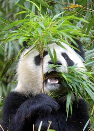 Panda Gigante