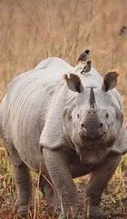 Rinoceronte de Java