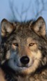 /album/animais%20em%20vias%20de%20extin%c3%a7%c3%a3o/lobo-jpg/