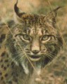 Lince-Ibérico