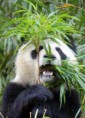 Panda Gigante
