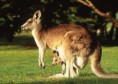 Canguro